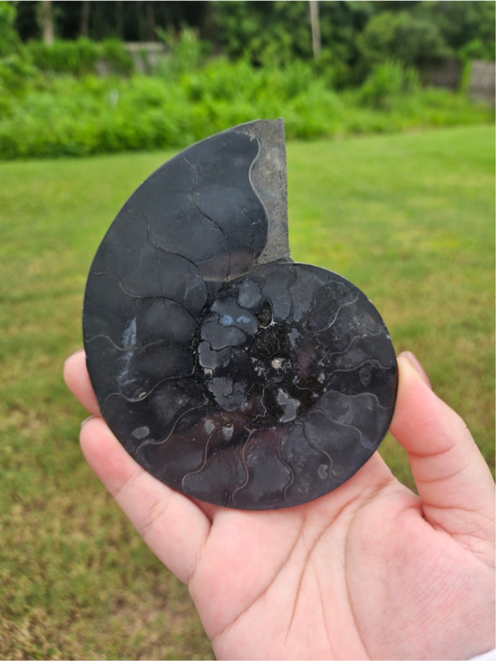Ammonite fossil 4.3 in